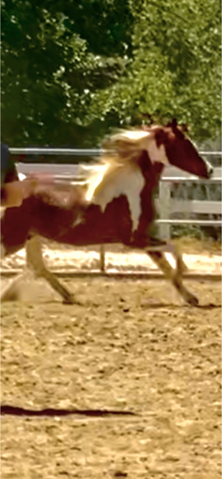 Registered Spotted Saddlehorse /Tennessee Walker Tobiano 7 yr Gelding. 15.2h, Spotted Saddle Gelding for sale in California