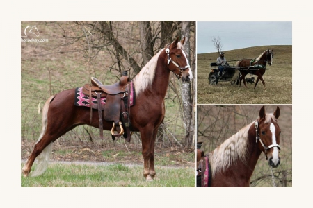 Registered Tennessee Walking Horse - Available on Thehorsebay.com, Tennessee Walking Horses Mare for sale in Arkansas