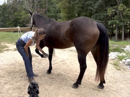 dark bay american quarter horse