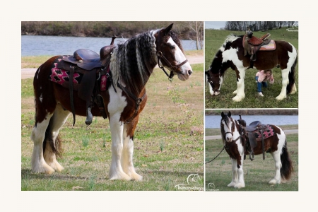 Gypsy Vanner Gelding - Available on Thehorsebay.com, Gypsy Vanner Gelding for sale in Kentucky