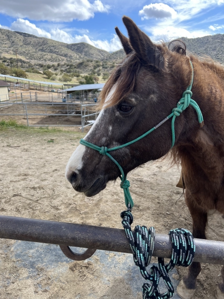 Jigsaw, Kentucky Mountain Saddle Horse Gelding for sale in California