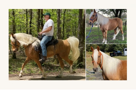 Registered Golden Palomino Missouri Foxtrotter Gelding, Missouri Fox Trotting Horse Gelding for sale in Alabama