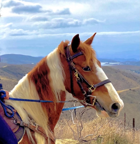 Registered Spotted Saddlehorse /Tennessee Walker Tobiano 7 yr Gelding. 15.2h, Spotted Saddle Gelding for sale in California