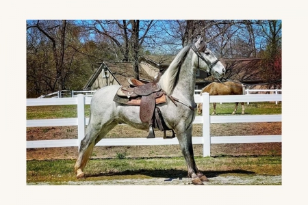 Grey Registered Tennessee Walking Gelding, Tennessee Walking Horses Gelding for sale in Tennessee