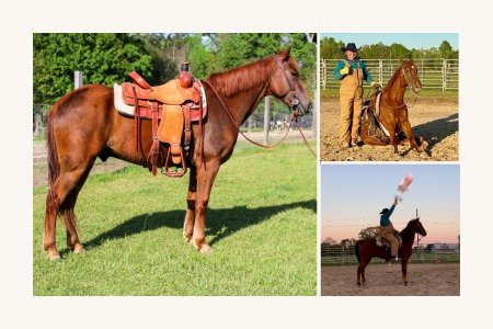 Quarter Horse Sorrel Gelding Ranch/Buggy/Trail, American Quarter Horse Gelding for sale in Louisiana