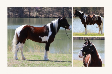 Gypsy X Spotted Draft Gelding, Gypsy Vanner Gelding for sale in Kentucky