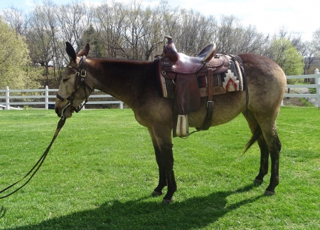 Buckskin Trail Mule Mare, Mule Mare for sale in Iowa