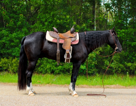 Black Tennessee Walking Horse Gelding - Buggy/Trail/Ranch, Tennessee Walking Horses Gelding for sale in Louisiana