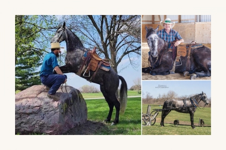 Dappled Grey Missouri Foxtrotter X TWH Gaited, Trail, Field Trial Gelding, Tennessee Walking Horses Gelding for sale in Iowa