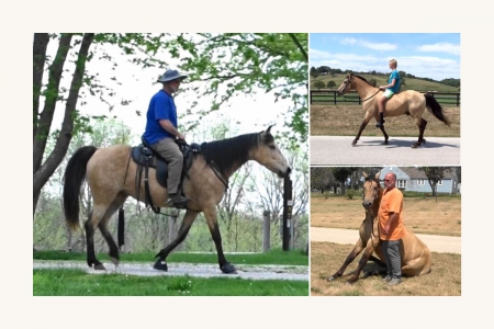 Registered Missouri Foxtrotter Gaited Buckskin Trail Mare, Missouri Fox Trotting Horse Mare for sale in Iowa
