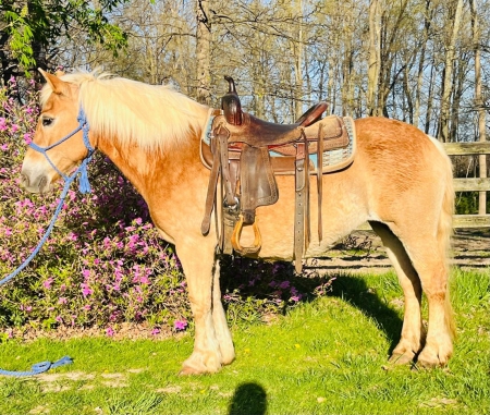 Misty, Haflinger Mare for sale in Ohio