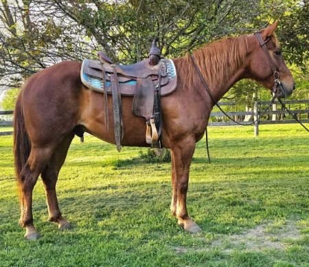Maverick, American Quarter Horse Gelding for sale in Ohio