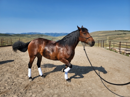 Aspen, Arabo Friesian Mare for sale in Utah