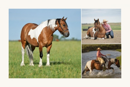 WS Dunta Tuck N Boom (Murphy), Gypsy Cob Gelding for sale in Kentucky
