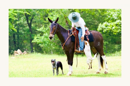 Glenthistle’s Easy Jim, Mule Gelding for sale in Oklahoma