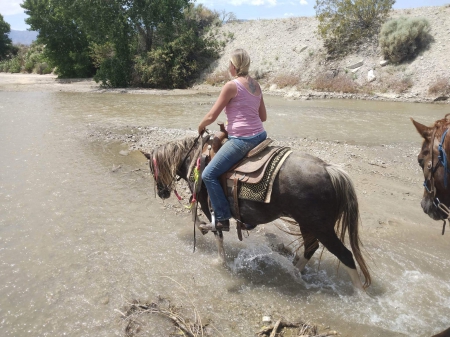Questie , Rocky Mountain Mare for sale in California