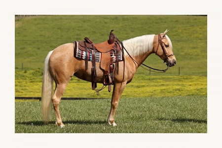 Phantoms Klassic Question RFL “Klassic”, Missouri Fox Trotting Horse Mare for sale in Kentucky