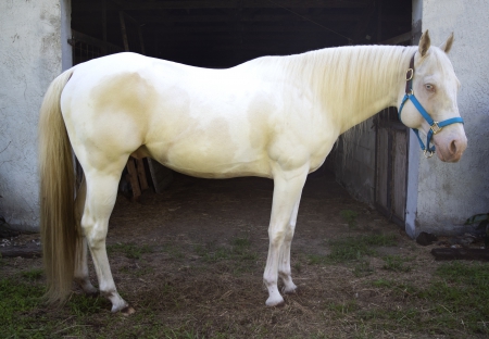 Just What We Ordered, American Paint Horse Association Stallion for sale in Florida
