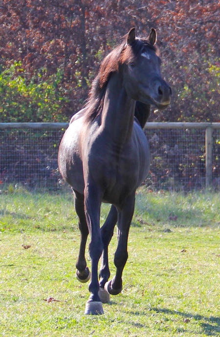 Creedence BP, Arabian Gelding for sale in Ohio