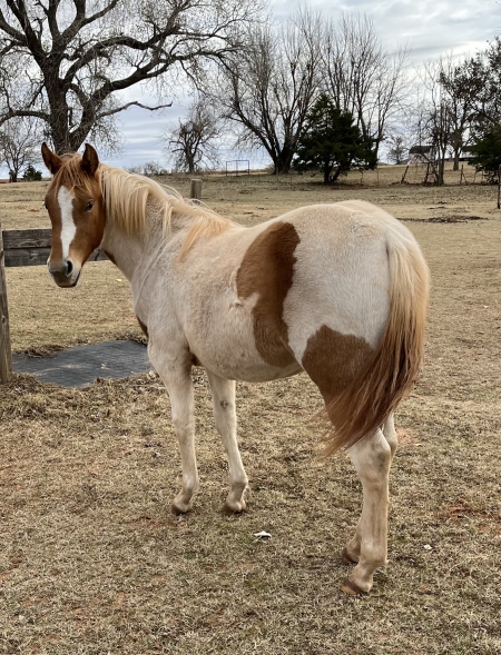 AP Jetalitos Miss Ruby Dude, Ponies (All) Filly for sale in Oklahoma