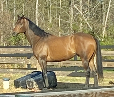 Strider, Thoroughbred Gelding for sale in Virginia