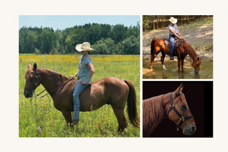 Sorrel Missouri Foxtrotter Registered Gaited Trail Gelding, Missouri Fox Trotting Horse Gelding for sale in Arkansas