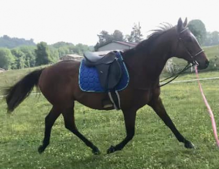 Bodie (Bodie Ramsey), Thoroughbred Gelding for sale in Tennessee