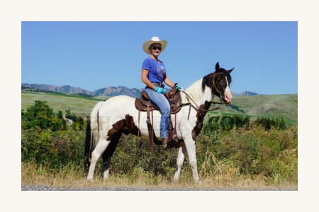 Black & White Tobiano Tennessee Walking Kid Safe Gaited Trail Gelding, Tennessee Walking Horses Gelding for sale in Utah