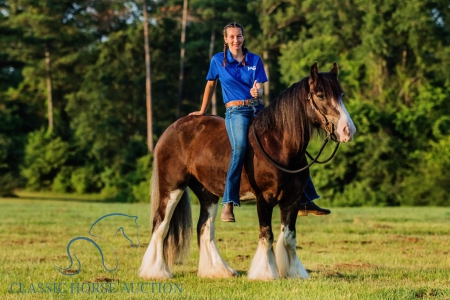 Willy, Gypsy Cob Gelding for sale in Mississippi