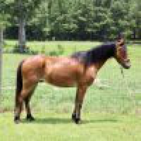 BROWNIE, Welsh Pony Gelding for sale in Louisiana