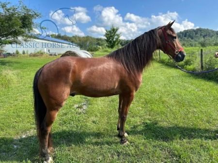 KAI, Standardbred Gelding for sale in Kentucky