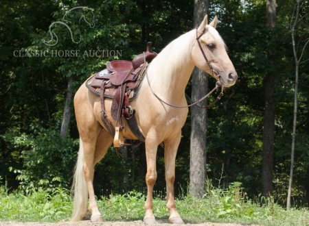 DIRTY DEEDS, Kentucky Mountain Saddle Horse Gelding for sale in Kentucky