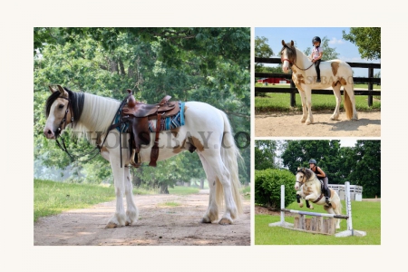 Palomino Gypsy Horse Gelding For Sale - Youth/English/Western/Liberty, Gypsy Cob Gelding for sale in Michigan