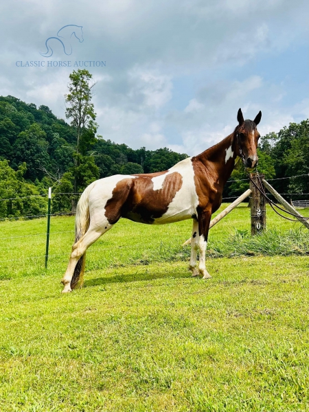 TRIPLET, Spotted Saddle Mare for sale in North Carolina