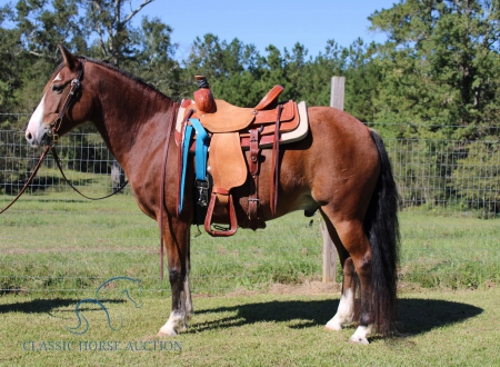 GATLIN, Gypsy Vanner Gelding for sale in Louisiana