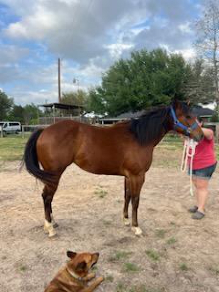 Dazzling Style, American Paint Horse Association Mare for sale in Texas