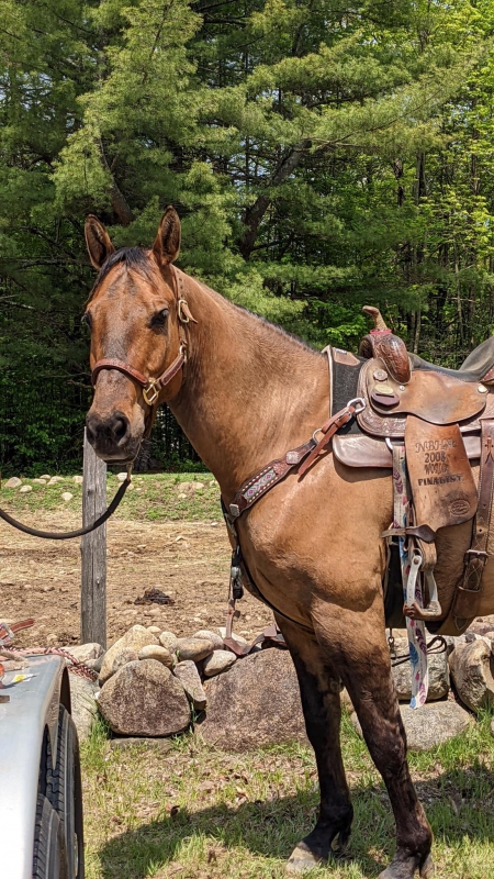 11yo AQH 