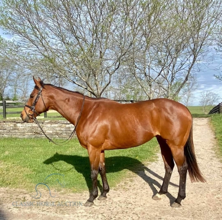 BRITIANNIA PENNY, Thoroughbred Mare for sale in Tennessee