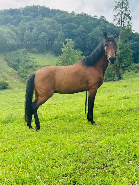 SPARTA, Paso Fino Gelding for sale in North Carolina