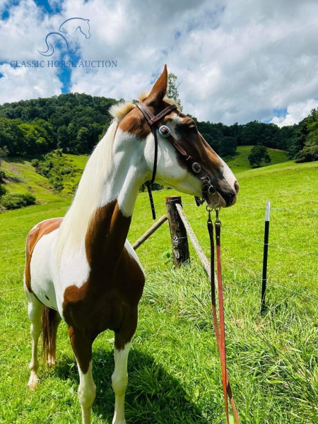 COUNTRY, Tennessee Walking Horses Gelding for sale in North Carolina