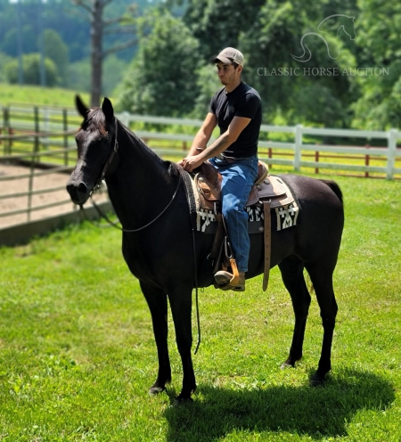 DIAMOND, Percheron Mare for sale in Georgia