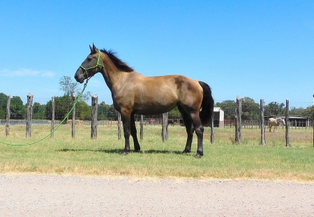 ROSE, Percheron Mare for sale in Texas