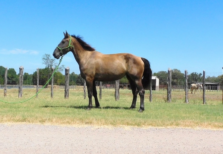 ROSE, Percheron Mare for sale in Texas