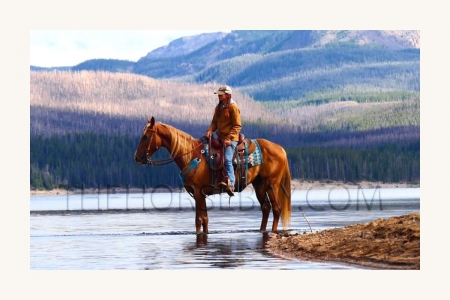 Sorrel Kentucky Mountain Gaited Trail Gelding - Available on Thehorsebay.com, Kentucky Mountain Saddle Horse Gelding for sale in Colorado