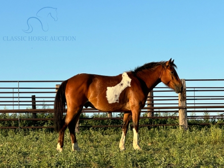 BUTCH, Quarter Pony Gelding for sale in Colorado