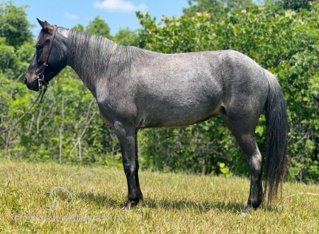 JAZABELLE, Ponies Mare for sale in Kentucky