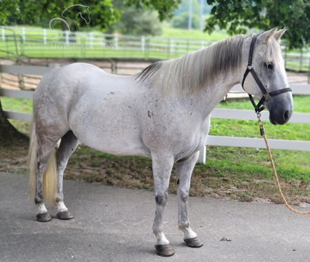 EASY E, American Quarter Horse Gelding for sale in Georgia