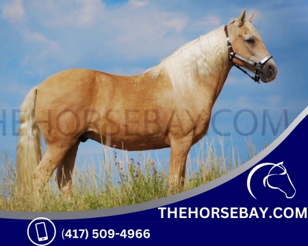 Beautiful Palomino Paso Fino Gelding - Available on Thehorsebay.com, Paso Fino Gelding for sale in Colorado