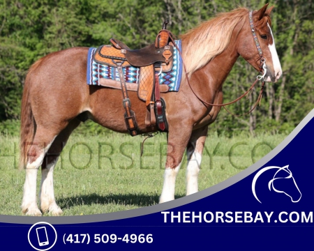 Red Roan Sabino Quarter Horse X Draft Gelding Ranch Horse - Available on Thehorsebay.com, Draft Gelding for sale in Kentucky