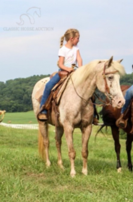 BELLA, Appaloosa Mare for sale in Tennessee